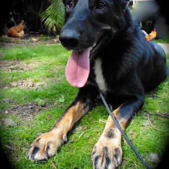 Balanced Obedience - Pet Training Near Me - Honolulu, Hawaii Balanced Obedience - Pet Training Near Me - Honolulu, Hawaii