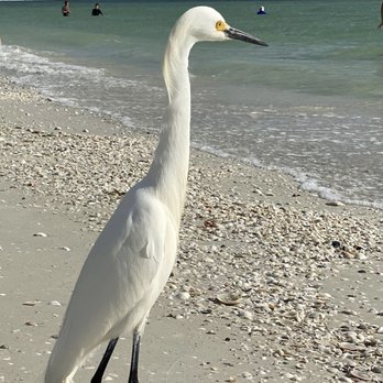 Tigertail Beach - This guy would follow anyone who had a fishing rod in their hand :) - Beaches Near Me - Marco Island, Florida Tigertail Beach - This guy would follow anyone who had a fishing rod in their hand :) - Beaches Near Me - Marco Island, Florida