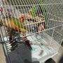 Omar's Exotic Birds