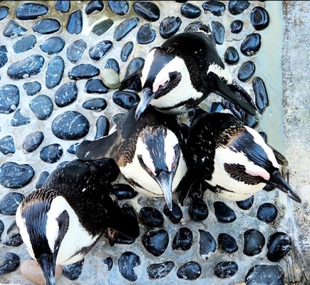 Gulfarium Marine Adventure Park by null