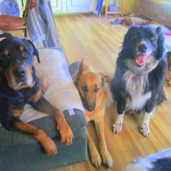 Isay Pop's Doggie Day Care