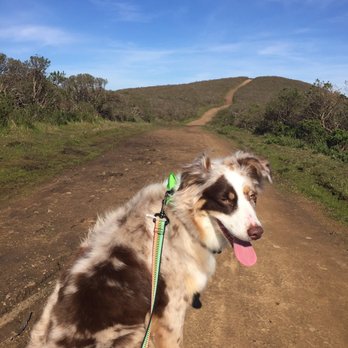 AlphaDog Lodging - Pet Groomers Near Me - Mill Valley, California