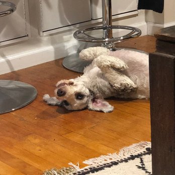 VEG ER for Pets - 1 month later - Emergency Pet Hospital Near Me - New York, New York VEG ER for Pets - 1 month later - Emergency Pet Hospital Near Me - New York, New York