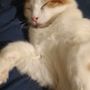 Photo of Csra Humane Society