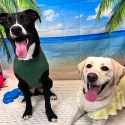 Buddy and Friend's Dog Daycare