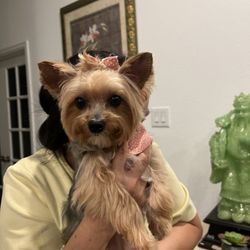 Shayleigh's Home Based Dog Grooming