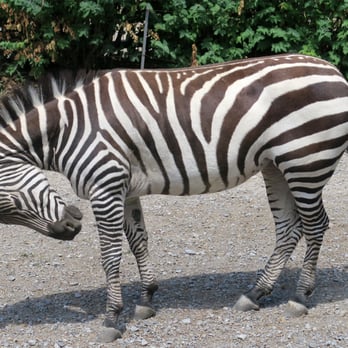 The Buffalo Zoo - Common Zebra - Zoos Near Me - Buffalo, New York The Buffalo Zoo - Common Zebra - Zoos Near Me - Buffalo, New York