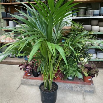 Clement Nursery - Kentia Palm measuring 4ft - Nurseries & Gardening Near Me - San Francisco, California