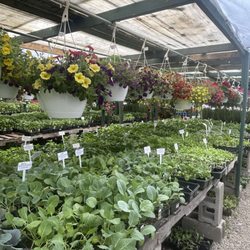 Mike’s Fruit & Flowers - Some of our vegetables and hanging baskets