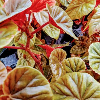 Graye's Greenhouse - Nurseries & Gardening Near Me - Plymouth, Michigan