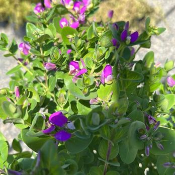 Sunset Nursery & Garden - Nurseries & Gardening Near Me - Lake Elsinore, California Sunset Nursery & Garden - Nurseries & Gardening Near Me - Lake Elsinore, California