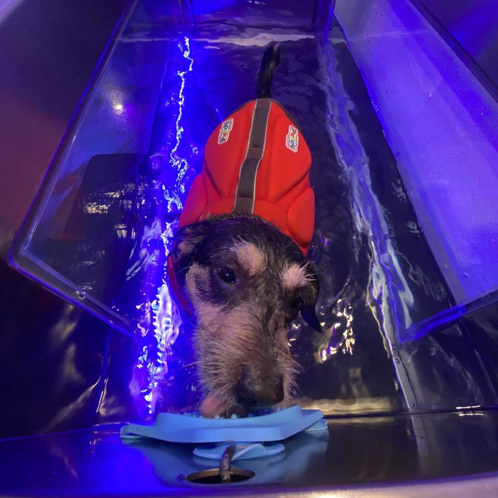 Pirates Paws - Underwater walk - Pet Services Near Me - Lakewood, California Pirates Paws - Underwater walk - Pet Services Near Me - Lakewood, California