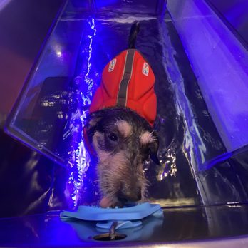 Pirates Paws - Underwater walk - Pet Services Near Me - Lakewood, California Pirates Paws - Underwater walk - Pet Services Near Me - Lakewood, California