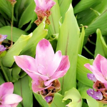Hermann Park Conservancy - Parks Near Me - Houston, Texas Hermann Park Conservancy - Parks Near Me - Houston, Texas