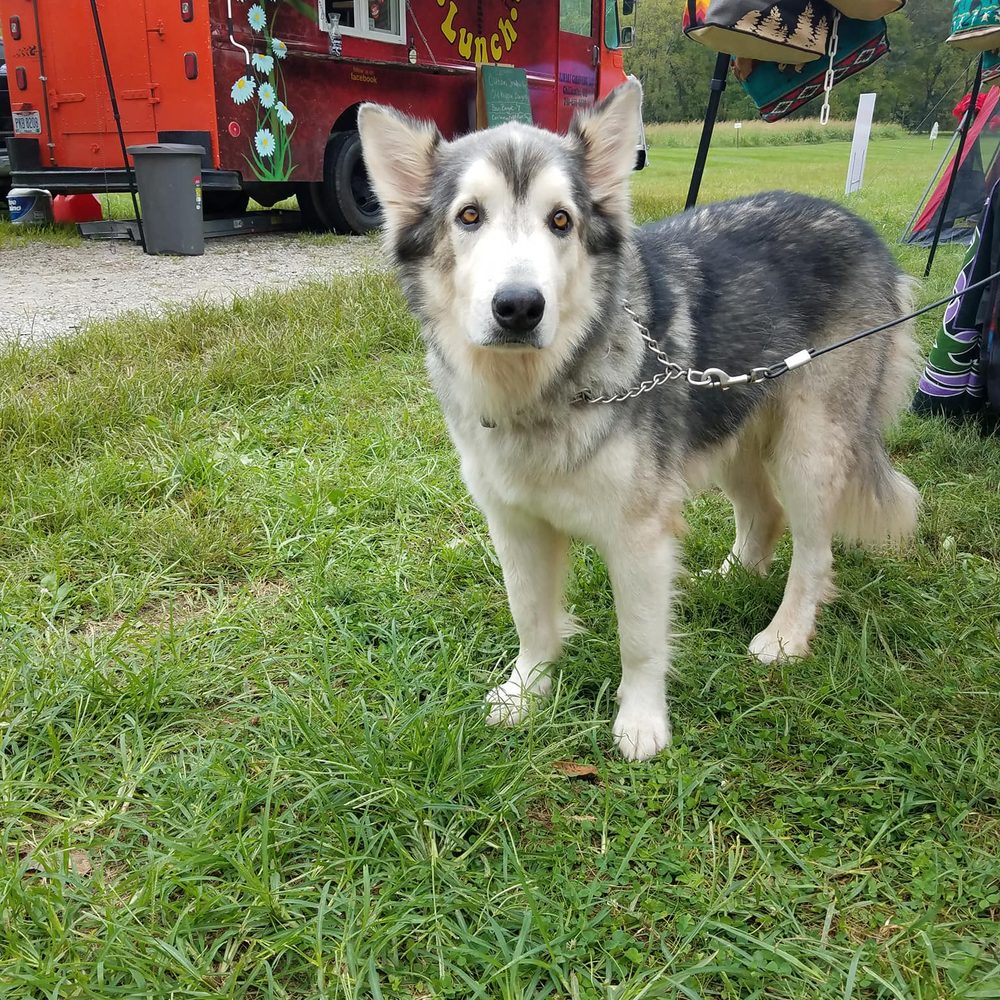 Peace Love & Lunch - a dog tied to a leash - Food Trucks Near Me