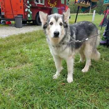 Peace Love & Lunch - a dog tied to a leash - Food Trucks Near Me Peace Love & Lunch - a dog tied to a leash - Food Trucks Near Me