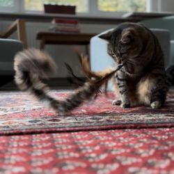Die Futterkiste - Cat toys