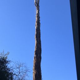 The limb removal was followed by cutting the trunk into sections and lowered with ropes to the ground