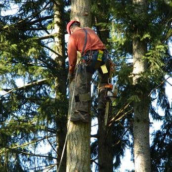 Westside Tree Care - Tree Services Near Me