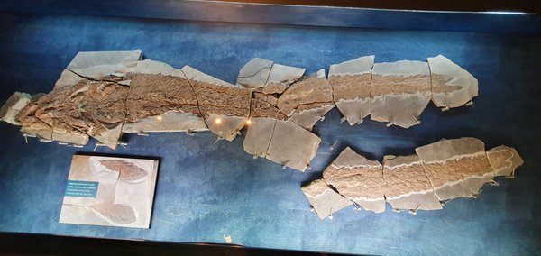 Miguasha National Park by null