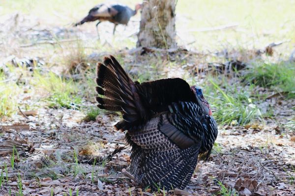Kissimmee Prairie Preserve State Park by null