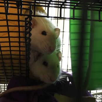The Whisker Sitter - Rat buddies. - Pet Sitting Near Me The Whisker Sitter - Rat buddies. - Pet Sitting Near Me