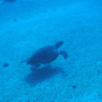 Dive House - Another sea turtle. We were only about 10feet here - Dive Shops Near Me - Cozumel, ROO