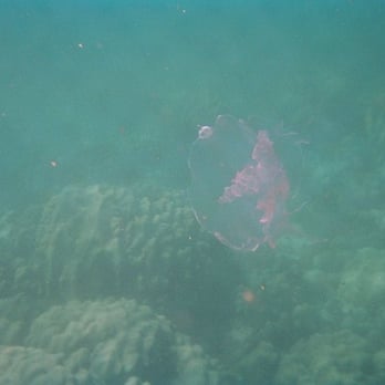Danger Charters - Snorkeling - Jellyfish - Rafting/Kayaking Near Me - Key West, Florida Danger Charters - Snorkeling - Jellyfish - Rafting/Kayaking Near Me - Key West, Florida