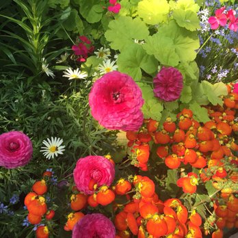 Garfield Park Conservatory - Pretty pink flowers with interesting "cheese curls" - Parks Near Me - Chicago, Illinois