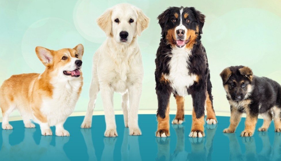 THE PET SITTING SARASOTA 3972 Helene St, Sarasota, Florida Pet