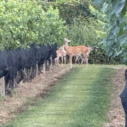 Sannino Vineyard B&B