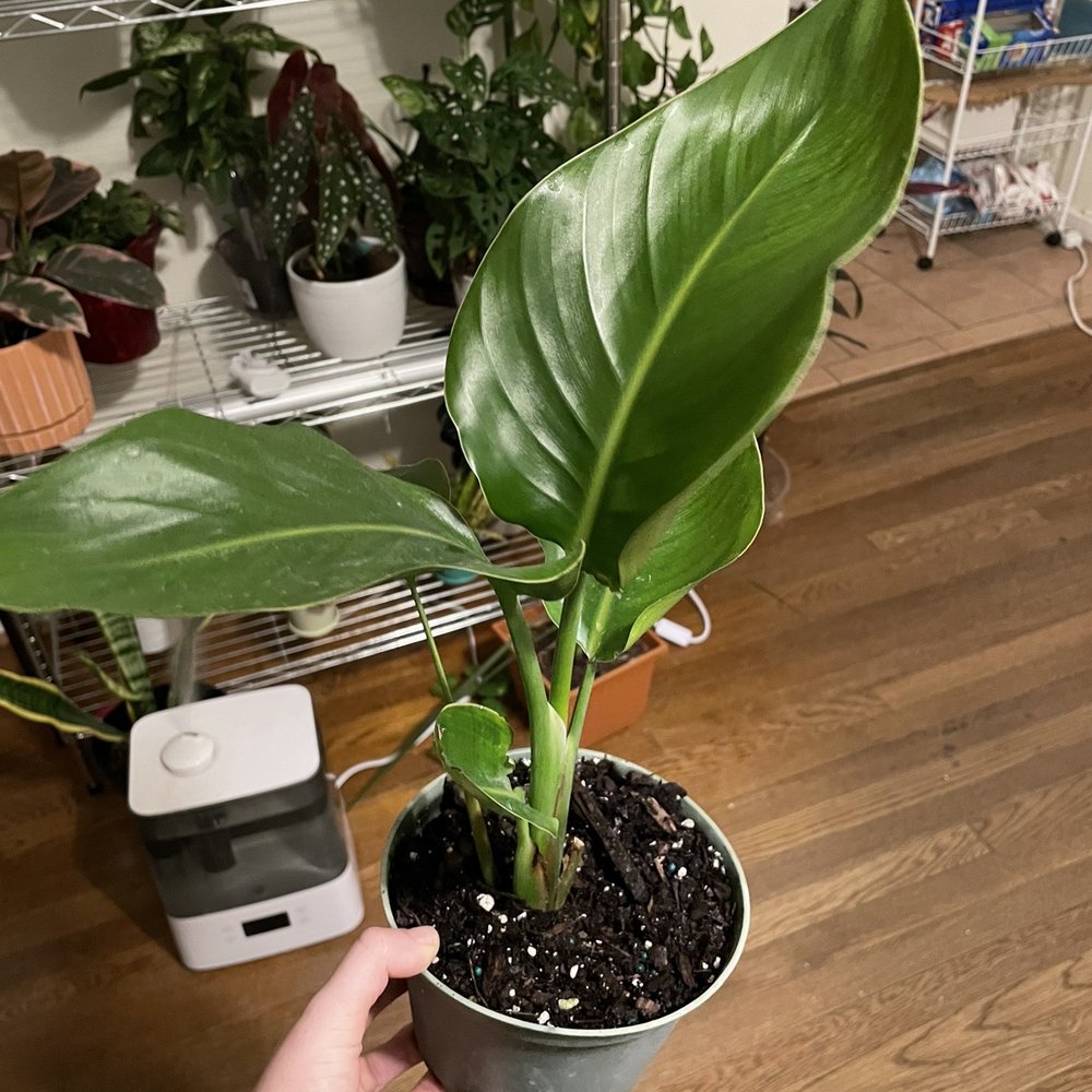 Plants Alive! - White Birds of Paradise - Nurseries & Gardening Near Me - Silver Spring, Maryland Plants Alive! - White Birds of Paradise - Nurseries & Gardening Near Me - Silver Spring, Maryland