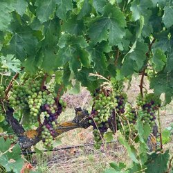 Unison Vineyard - Vineyards