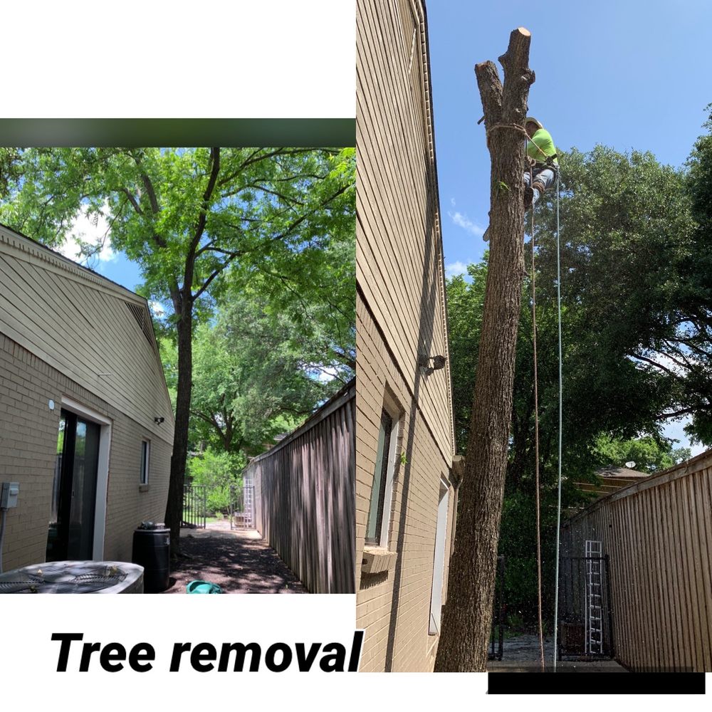 H Tree Service - tree service in Richardson , TX