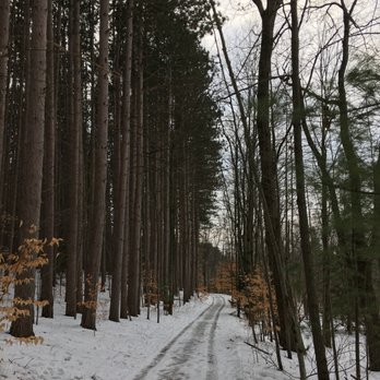 Proud Lake Recreation Area - Path passing white pines. - Parks Near Me - Milford, Michigan
