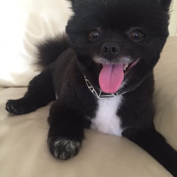 Pupstarz Mobile Grooming - After! - Pet Groomers Near Me Pupstarz Mobile Grooming - After! - Pet Groomers Near Me