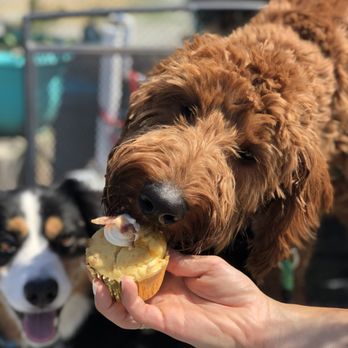 The Seattle Barkery - Bacon pupcake from the treat truck at Magnuson Park! - Pet Services Near Me - Seattle, Washington