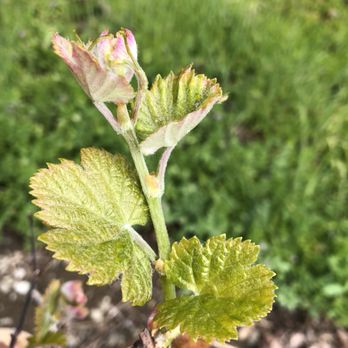 Rhizos Viticulture - a hand holding a young plant - Business Consulting Near Me