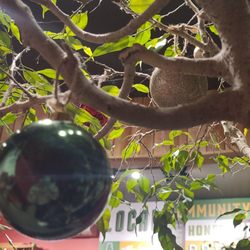 Annapolis Cider Company - Apple tree in the tables