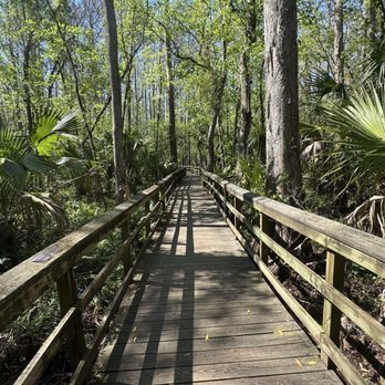 Highlands Hammock State Park - Parks Near Me - Sebring, Florida