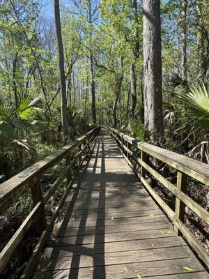 Highlands Hammock State Park by null