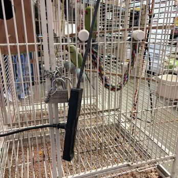Collier Feed & Pet Supply - Extremely intelligent Indian Ringnexks with no toys and electrical cords hanging from their cage - Pet Stores Near Me - Salinas, California Collier Feed & Pet Supply - Extremely intelligent Indian Ringnexks with no toys and electrical cords hanging from their cage - Pet Stores Near Me - Salinas, California
