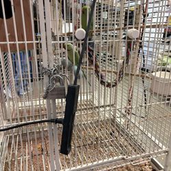 Collier Feed & Pet Supply - Extremely intelligent Indian Ringnexks with no toys and electrical cords hanging from their cage