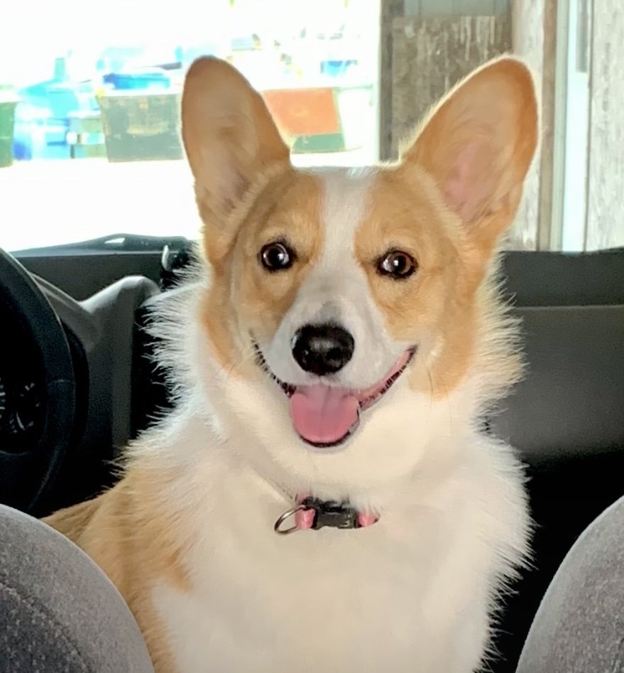 TILSIT ROAD ANIMAL CLINIC Updated October 2024 2009 County Road 335