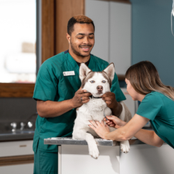Capitol Illini Veterinary Services - untitled