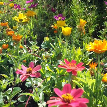 Mountain Organic Landscaping & Irrigation - colorful flowers in a garden - Landscaping Near Me - Avon, Colorado Mountain Organic Landscaping & Irrigation - colorful flowers in a garden - Landscaping Near Me - Avon, Colorado
