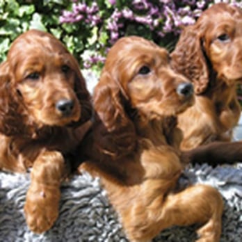 hideaway dog boarding