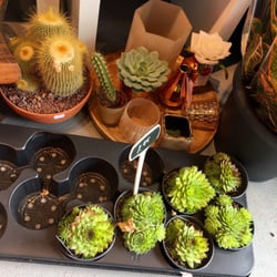 Bloomies