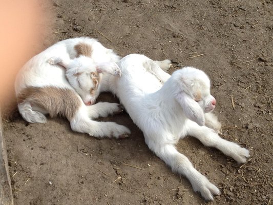 Secret Passage Ranch by null