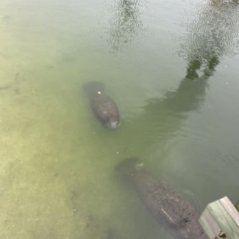 Manatee Viewing Center - Baby manatee - Zoos Near Me - Apollo Beach, Florida